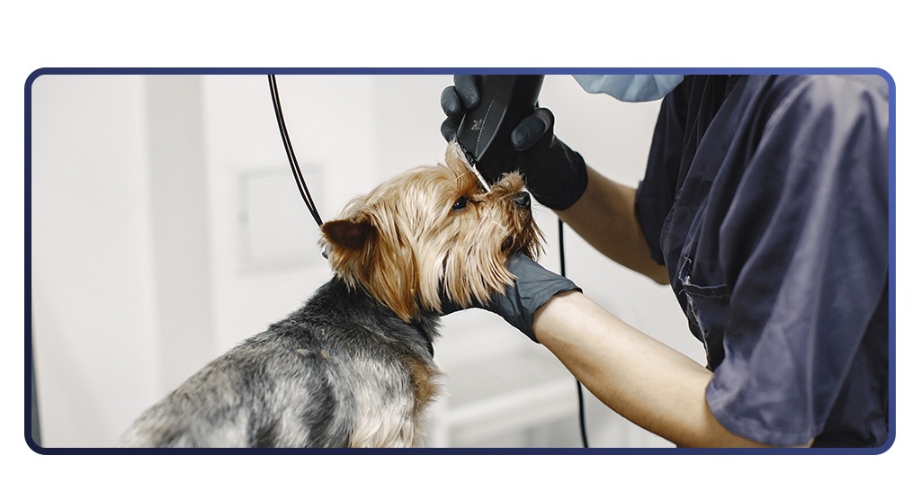 Vagas de trabalho na Petz