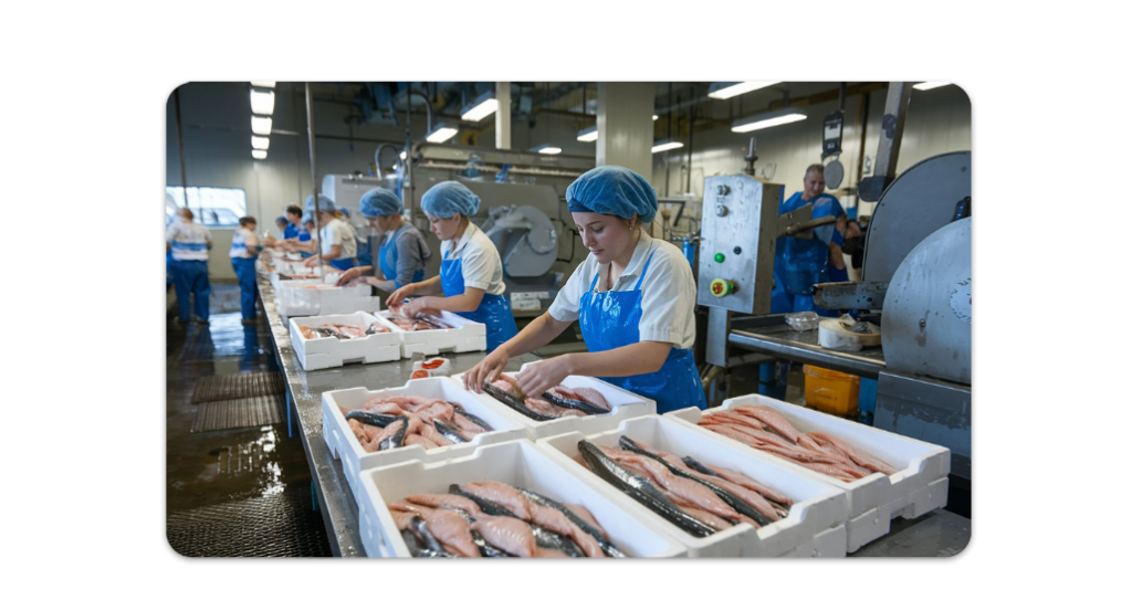 As fábricas de peixe contratam principalmente para as funções de auxiliar de produção, operador de linha e embalador, com contrato CLT e benefícios completos.